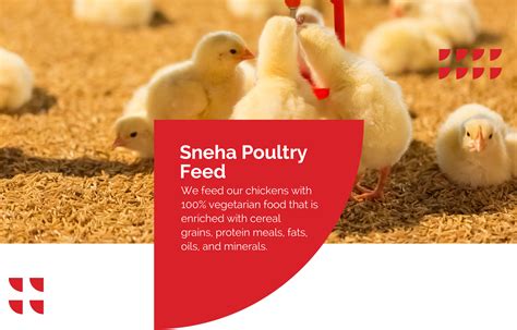 poultry feed suppliers